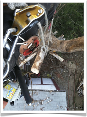 Tree Removal Boulder Tree Removal Boulder
