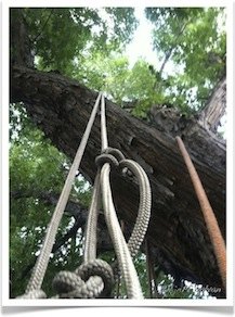 Tree Trimming Boulder Colorado Tree Trimming Boulder Colorado
