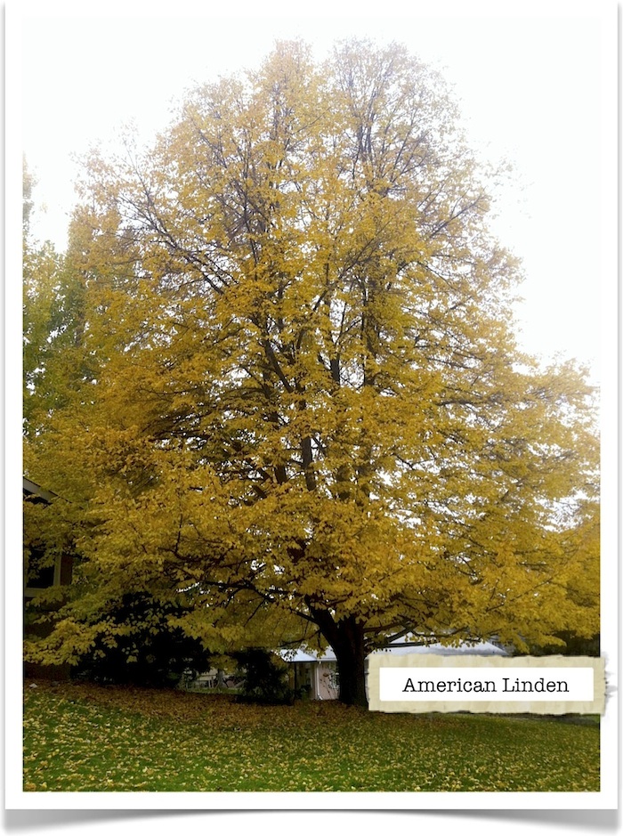 American Linden Tree