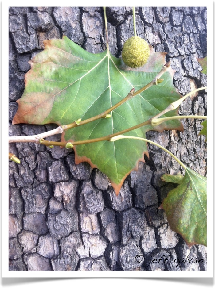 American sycamore - Platanus occidentalis - Leaf - Bark - Fruit -Twig