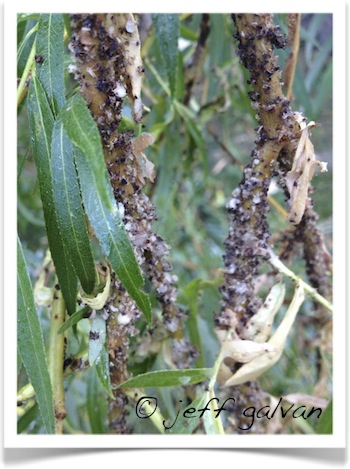 Aphids on Willow Tree