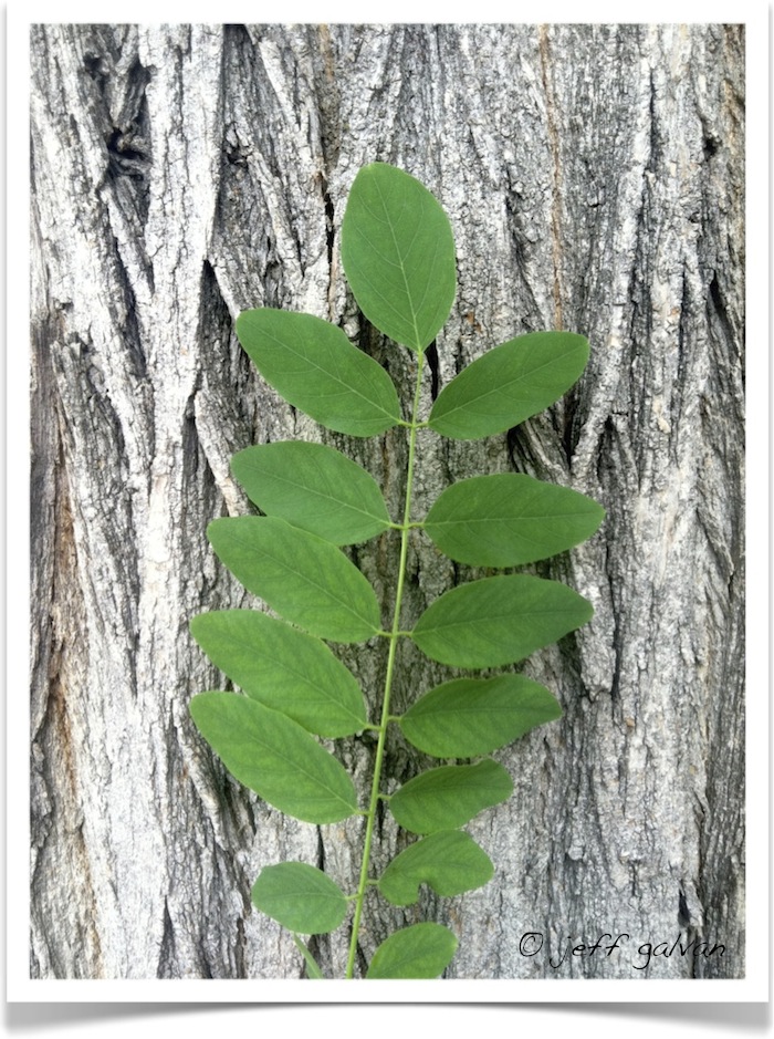 Black Locust - Robinia pseudoacacia - Bark and Leaves