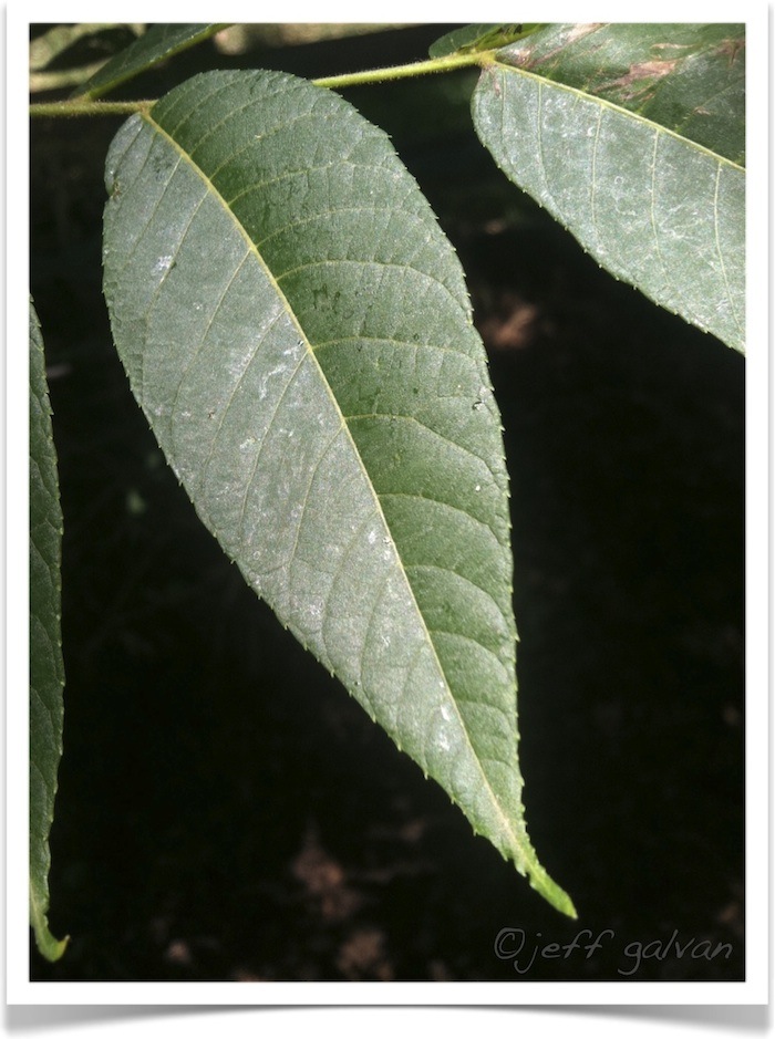 Black Walnut - Julans nigra - Leaf