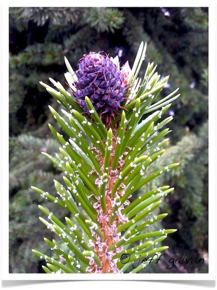 bristlecone pine purple cone