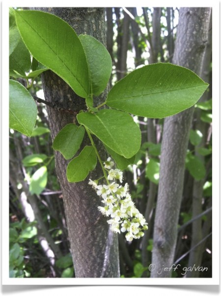 Chokecherry - Prunus virginiana - Bark, Leaves and Flowers