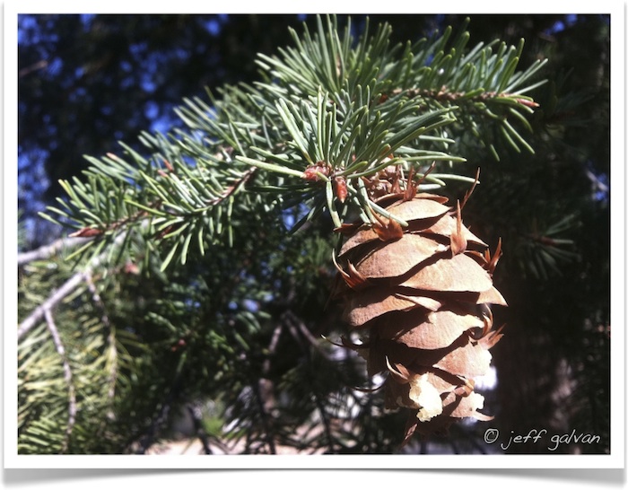 Douglas fir - Pseudotsuga menziesii Fruit and Needles