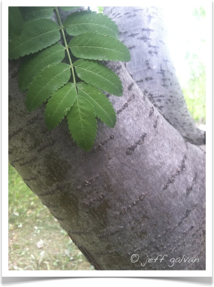 European Mountainash - Sorbus aucuparia - Leaflets and Bark