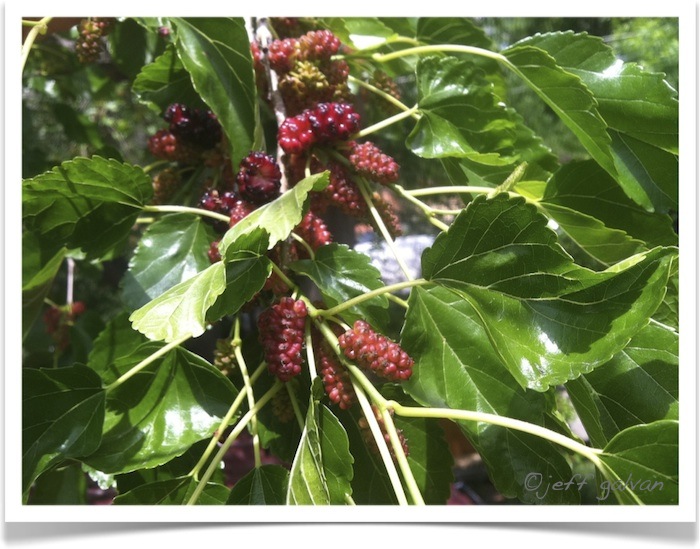 Mulberry Tree Identification The Mulberry Tree Farm And Dairy