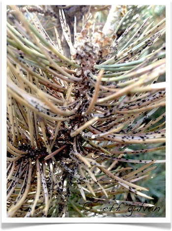 Pinyon Needle Scale - Matsucoccus acalyptus