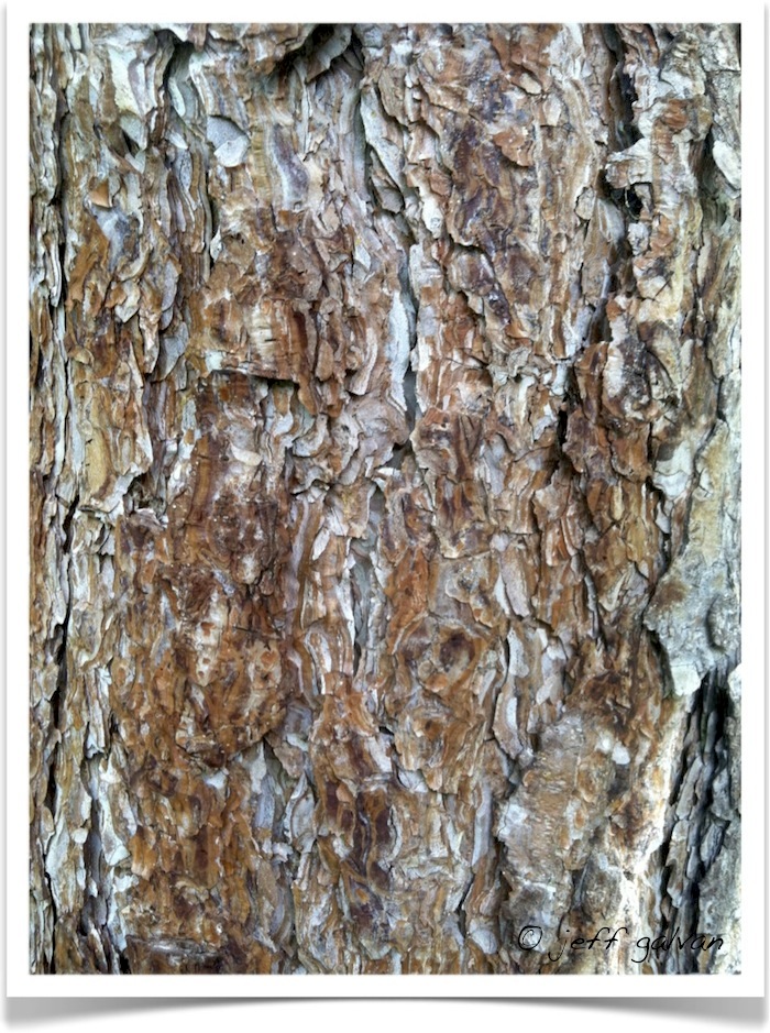 Ponderosa Pine - Pinus ponderosa - Bark