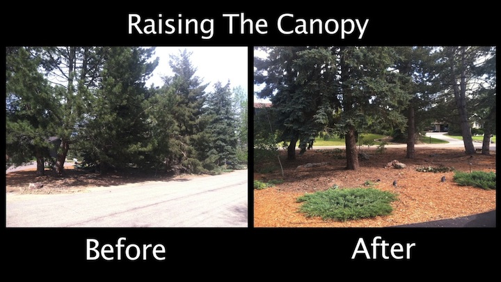Raising the Canopy - Evergreens - Before and After