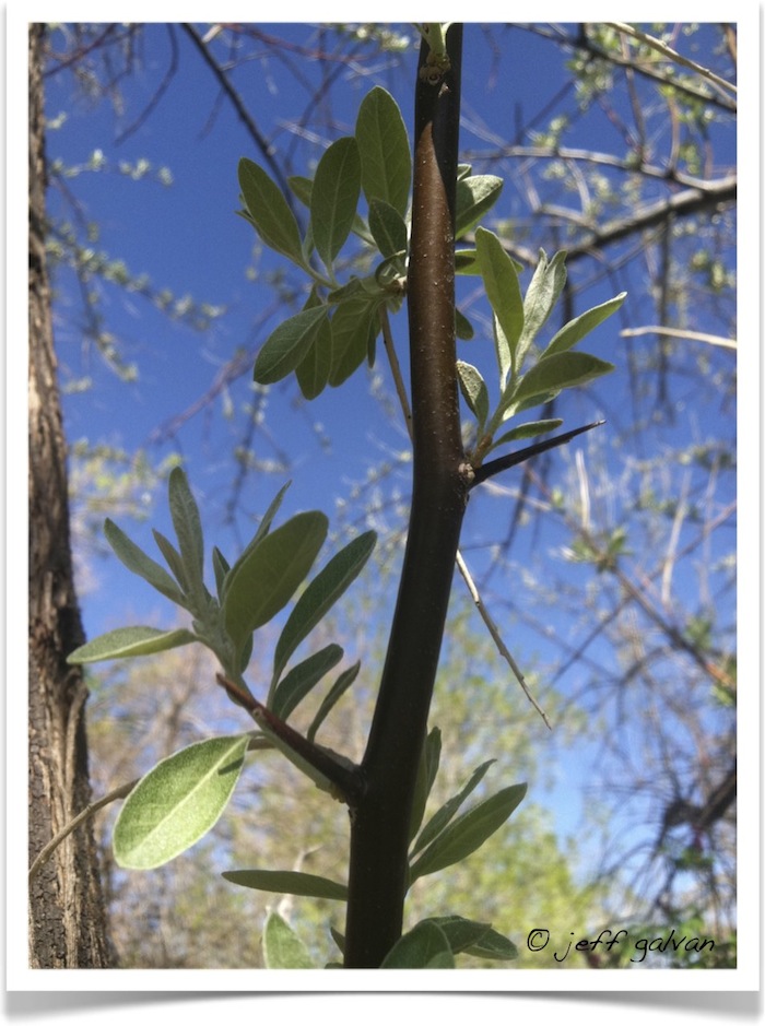 Russian-Olive - Elaeagnus angustifolia - Leaves - Twig -Thorns