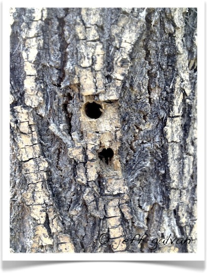 Tree Borer Insects