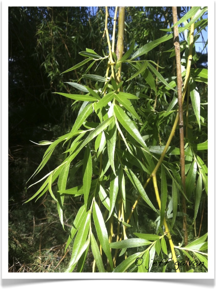 Weeping Willow - Salix babylonica - Leaves