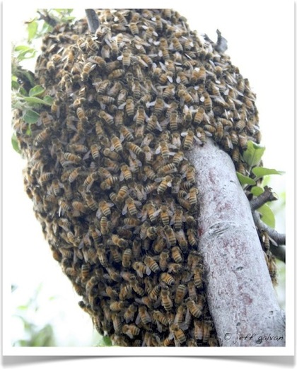 Bee Swarm Removal | Boulder, CO.